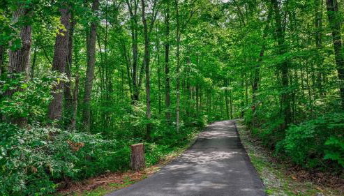 Serenity Escape Treehouse on 14 acres near Little River Canyon - Foto 5