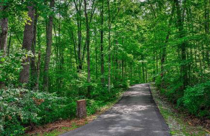 Serenity Escape Treehouse on 14 acres near Little River Canyon - Foto 5