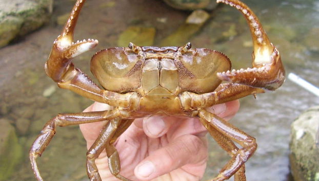 Um caranguejo no lago Tres Chimbadas