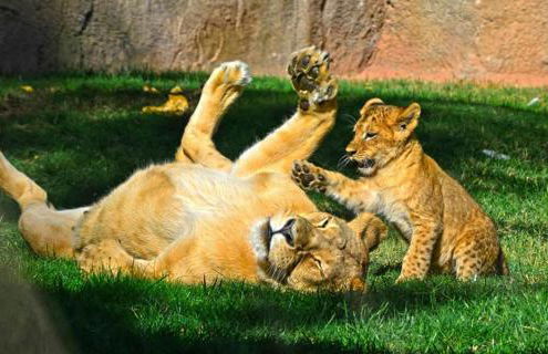 Bioparc Metro Valencia - Foto 9