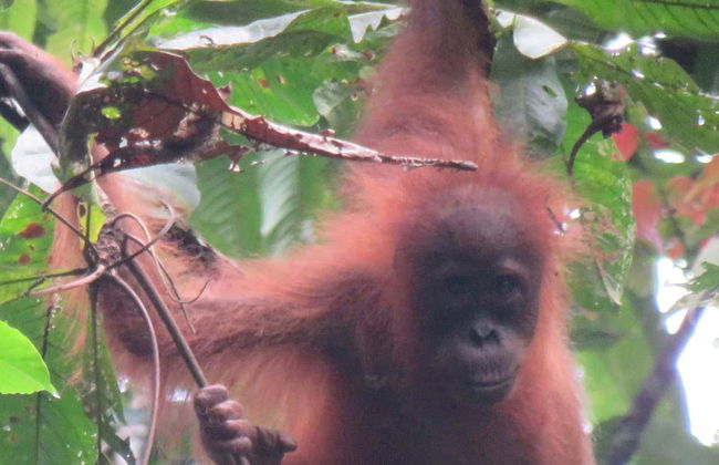 Observation d'orangs-outans à Gunung Leuser en 3 à 4 jours - Photo 16