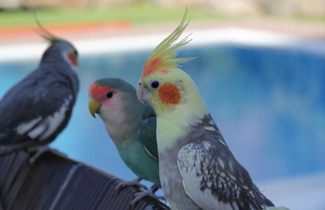 Sol Mogan Suites - Foto 71