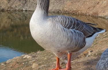 Gecko Pego Longo - Foto 64