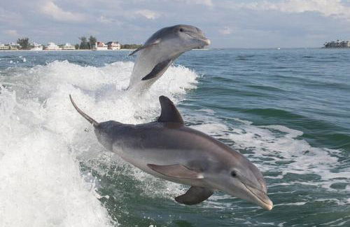 Cape Coral Wildlife Views-Heated Pool-Pet Friendly - Foto 30