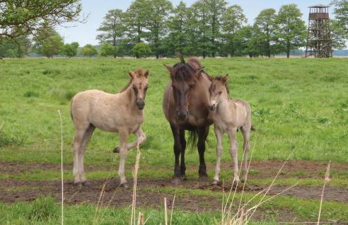 Amazing Home In Stepnica With Kitchen - Foto 30