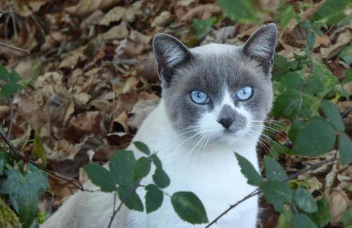 Quinta do Cobral - Foto 57