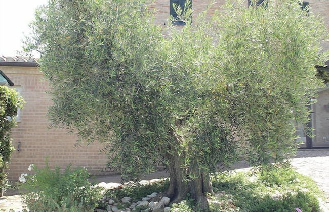 Agriturismo Casa degli Archi - Photo 10