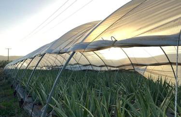 Spacious n comfortable Aloe Vera farm house - Photo 26