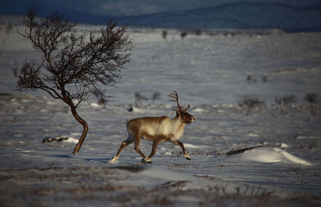 Nuorgam Holiday Village - Foto 35