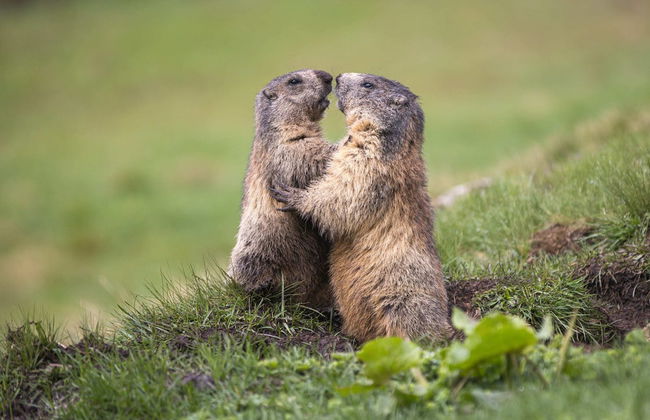 Chalet Okkernoot - Foto 13