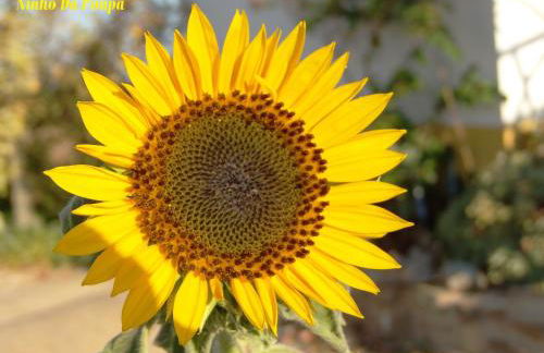 Ninho Da Poupa - Foto 55