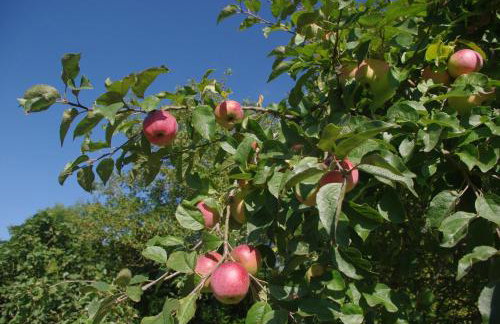 La Casona de Candamín - Foto 26