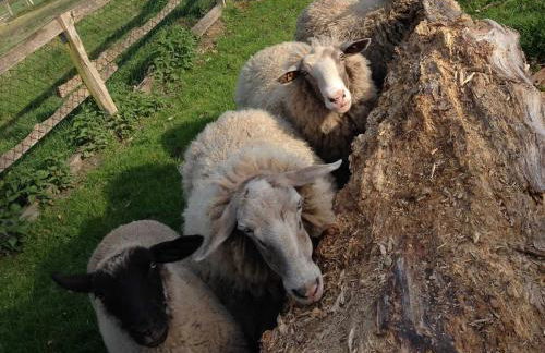 Schäfchenwolke Apartment auf dem Bauernhof - Foto 8