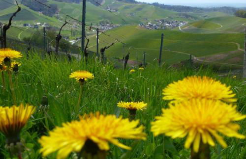 Baumanns Landhaus Durbach - Foto 55