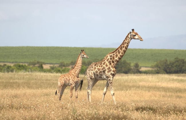 Wild Clover Cottages - Foto 19