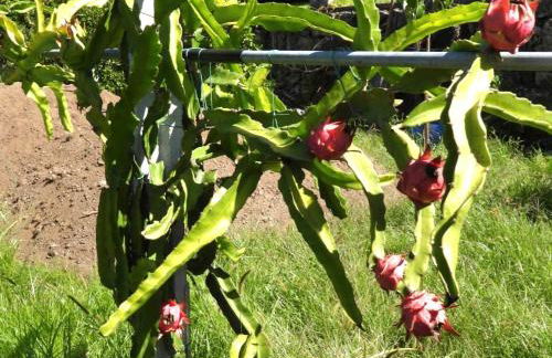 Quinta de S. Vicente 317 - Foto 2