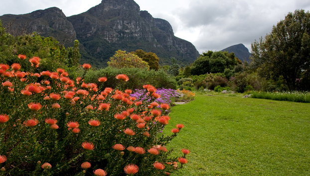 Tour de um dia na península do Cabo - Foto 5