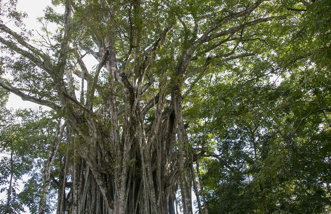 Villas Cabuya Beach & Forest - Foto 68