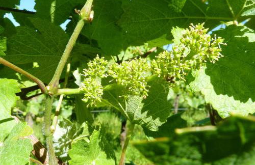 Appartement charmant à Epfig avec vue sur jardin - Foto 18