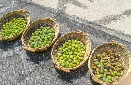 Aroggia Farm - Foto 75