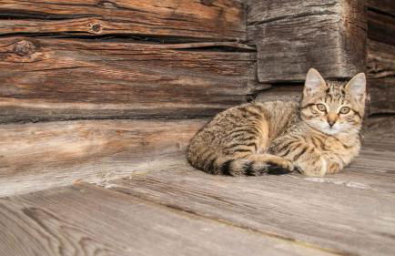 Preindlerhof Haylofts - Photo 54