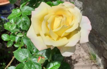 Soggiorno Vacanze Stella Alpina - Foto 37