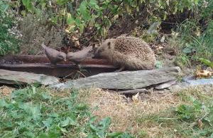 Le Moulin d' Erée, gîte Insolite de charme - Foto 25
