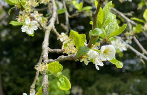 Limefield Mansion House - Foto 36