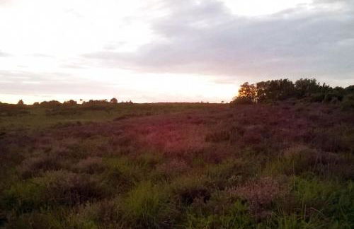 Family friendly sunny Log Cabin - Photo 25