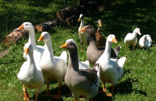 Helenes Ferienwohnung auf dem Bauernhof - Lausitzer Seenland - Foto 24