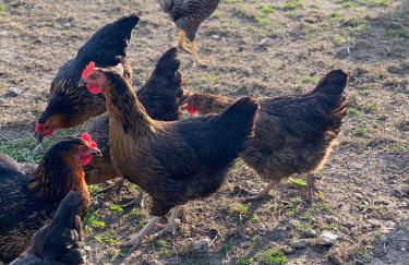 Ferienhaus Spreewald - Foto 24