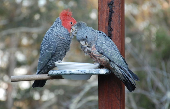 Wildside Sanctuary - Foto 39