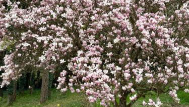 Chez Alexandrine Havre de paix romantique & bucolique Sous les étoiles exactement et proche des châteaux de la Loire et du Parc de Beauval - Photo 5, Garden, Garden view