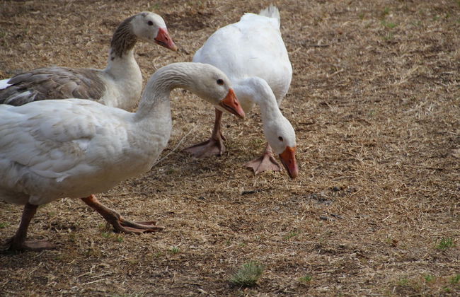 Springwater Cottages - Photo 38