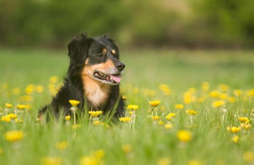 Tischneck Chalets - TraumFerienhäuser im Schwarzwald - Chalets Riva & Limone - Foto 39