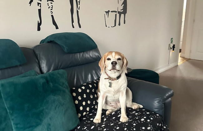 Dog Friendly - 4 Bed House - Sleeps 10 - Pool Table - Foto 22