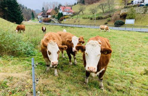 Naturhof Kluge - Foto 60