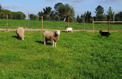 Monte Calmaria by Estilo Lusitano, with private pool and Jacuzzi - Foto 23