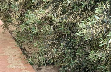 Agriturismo Cerquatonda - Foto 15