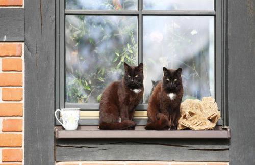 Doppelhaushalfte Seestern, Lohmen - Foto 51