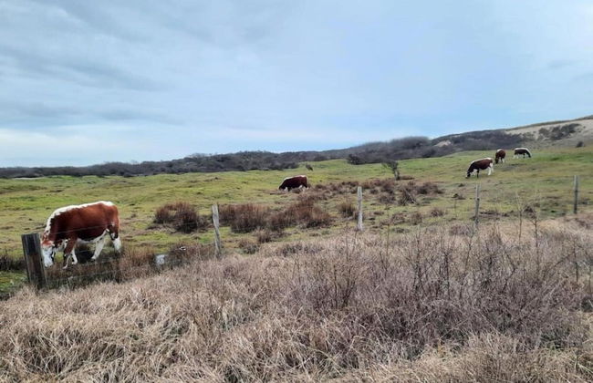 Cozy Chalet in Vrouwenpolder With Garden - Foto 28
