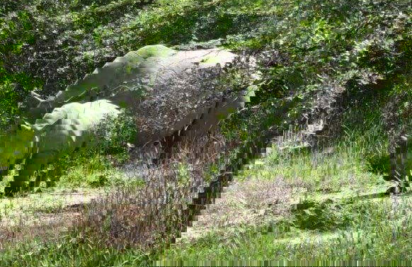 Excursión al santuario de rinocerontes Ziwa - Foto 2