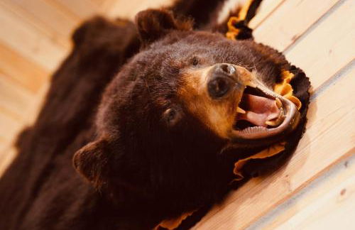 Denali Wild Stay - Muskrat cabin, private, free wifi, free parking, sleep 4 - Foto 22