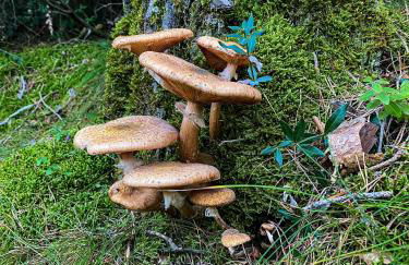 Cal Cuaresma - Foto 65