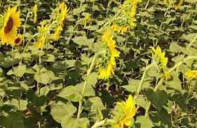 Cherry House: Giardino Privato & Relax vicino Pisa - Photo 23