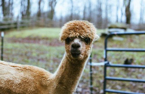 Gorgeous Fully Restored Caravan Nestled in the Trees Along Silver Lake for a Unique Vacation in Woodridge, New York - Foto 39