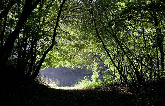 Meadow View Cottage in Winterstein Thuringia near Ski Area - Foto 25