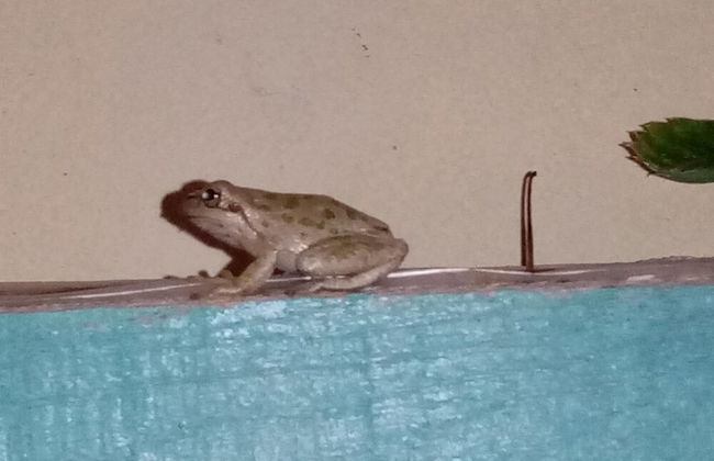 Sardinian Villa Enjoy Stintino With Your Pets ! - Photo 7