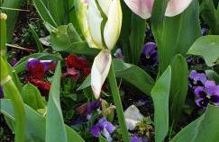 Acquamarina - Foto 34