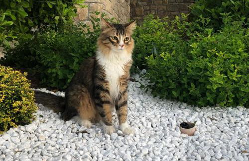 CHALET VELA Natura e Relax - Foto 52